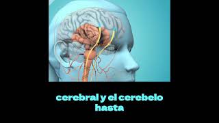 🧠 Explora la compleja anatomía del cerebro 🧠 anatomía [upl. by Bremen176]