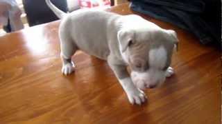 Blue NoseRed Nose Pitbull Mix [upl. by Hctub]