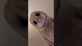 Barn owl has amazing hearing wildlife barnowl [upl. by Mauri214]