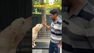 Narcotic Detection Dog Training 1 lazemedia [upl. by Sauveur]