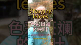 Changing leaves  色彩斑斓的树叶 [upl. by Nyer933]