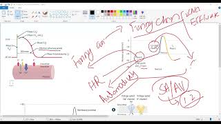 Antiarrhythmic drugsMyocardial action potentialPacemaker action potentialCardiology USMLE STEP 1 [upl. by Jenei]