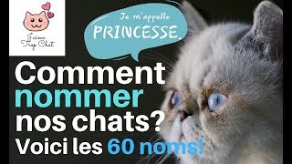 😸Les 60 noms de chats les plus populaires en France 😸Quel nom choisir pour votre chat 😸 [upl. by Olegnalehcim]