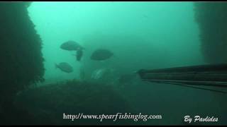 Gilthead Seabream on the double  Τσιπουρα  Spearfishing [upl. by Kirwin903]