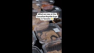 What we saw at the Canadian Reptile Expo in Toronto 😢 [upl. by Hosfmann440]