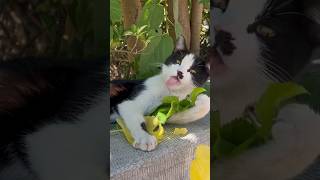 Adorable Playtime with a Stray Cat in the Park [upl. by Duester]