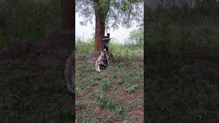 cangaroo subscribe wildlife vfx animation animals [upl. by Adrahc]