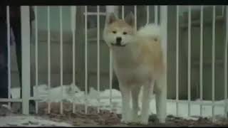 Siempre a tu lado Hachiko tráiler español [upl. by Neelav62]