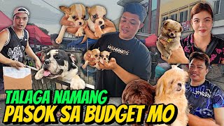 SUPER CUTIE NA MGA PETS AND DAMI  GROTTO PET MARKET UPDATE  SEPTEMBER 22 2024 [upl. by Anilef168]