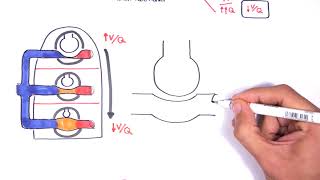 Respiratory System Physiology  Ventilation and Perfusion VQ Ratio Physiology [upl. by Daveta205]