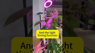 Plant growth lamp light inchplant plantgrowth ledlights growlights [upl. by Zeralda]