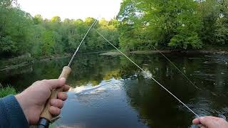 River Ayr Dry fly fishing for Brown trout 10th may 2024 [upl. by Menis799]