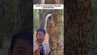 Você já viu alguém tirando leite de pau 🪵 latex seringueira arvore borracha viral foryou [upl. by Ocsicnarf492]