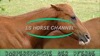 Pferdewissen  Körpersprache  Pferdesprache  Lehrvideo Pferd [upl. by Gnouhp]