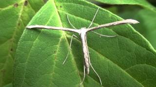 Morning Glory Plume Moth Pterophoridae Emmelina monodactyla on Leaf [upl. by Ahseram129]