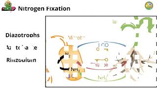 Nitrogen Cycle  Nitrification  Denitrification  Biological Nitrogen Fixation Nitrogen [upl. by Anividul]