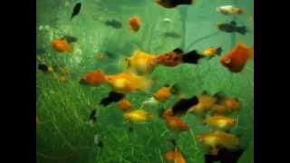 platy fish tank [upl. by Tioneb]