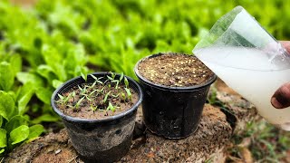 MUST TRY IT Your Seedlings grow quickly amp productively without stretching Even old seeds germinate [upl. by Oderf]