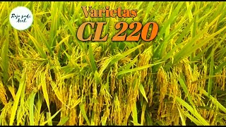 Padi Cl220 Viral Di 2019 Potensi Hasil ±12 Tonhektar [upl. by Atilam]