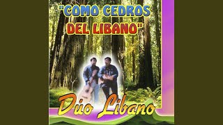 Como Cedros del Libano [upl. by Larkins]