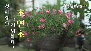 SUB 아파트 베란다 정원에 핀 아름다운 꽃 초연초 야생화  Beautiful flowers blooming in the wildflowers garden [upl. by Hamlen73]