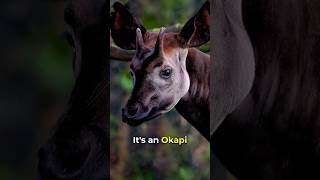 Okapi  One of the Worlds Most Interesting Animals 👀 shorts okapi [upl. by Elleon955]