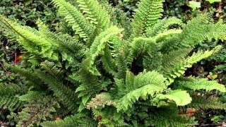 Polystichum setiferum  FlaumfederFiligranfarn  Mossy Soft Shield Fern [upl. by Leavitt]