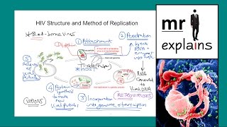 mr i explains HIV Structure and Method of Replication [upl. by Archle730]