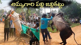 Ammagari Palli Jallikattu 2023  Traditional Chittoor Jallikattu 🐂  Andhra Pradesh Jallikattu [upl. by Burkhard752]