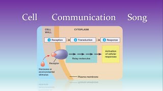 Cell Communication Song to Love Story [upl. by Phil116]