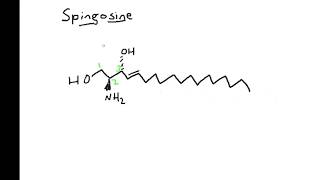 Sphingolipid Categorization [upl. by Brenk]