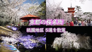 京都 桜の名所 5選 祇園地区を散策  Kyoto cherry blossom viewing spots [upl. by Idner]