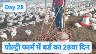 Day 28 of Broiler Poultry Farming  Broiler Chicken Farming [upl. by Hahsia]