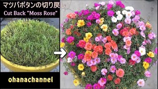 ★マツバボタンの切り戻し❕★How to Cut Back quotPortulaca GrandifloraquotMoss Rose❕★ [upl. by Phyllida]