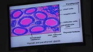 Dr Gehan Suprarenal amp Thyroid Gland 1122013 [upl. by Ecenahs]