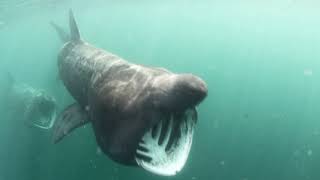 Basking Shark Scotland Introduction [upl. by Ymer]