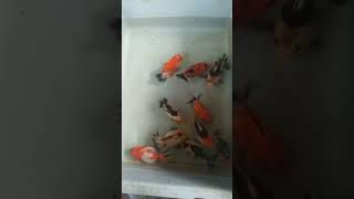 Ikan Koki Panda Goldfish deviela goldfish koki ikankoki fish ikanhias ikan videoviral fyp [upl. by Spearing]