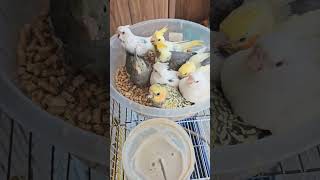 Cockatiel baby hand feeding birds parrot cockatiel explore pets cockatielbird [upl. by Leind]