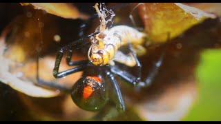 Black Widow Eating [upl. by Traver]