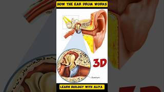 How the Ear Drum Works animation 3d short  learn Biology with Aliya [upl. by Repmek]