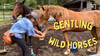 Gentling Wild Mustangs Force Free UPDATE [upl. by Odiug]