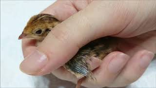 Coturnix Quail Growing Up Timelapse From 1 Day to 1 Month Old [upl. by Biegel881]