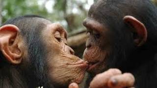 chimpanzees Kissing amp Biting lips [upl. by Gewirtz]