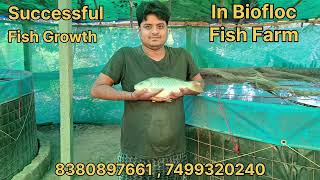 Biofloc Fish Farming  100 Fish Growth In Biofloc Tank  Biofloc Fish Culture in Bihar fish viral [upl. by Ada]