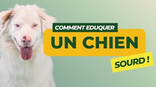 Comment éduquer un chien sourd  conseils pratiques 🐾💭 [upl. by Onin]