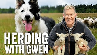 14 Month Old Border Collie Sheepdog Demonstration amp Commands  Adam Henson [upl. by Padraic]