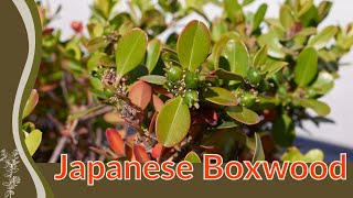 🌳 Growing and Caring Tips JAPANESE BOXWOOD Buxus microphylla 🌳 [upl. by Lebezej786]