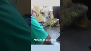 ATENDIENDO IGUANAS [upl. by Ingra]