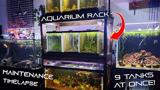 Fish Room AQUARIUM RACK Maintenance  9 Tanks At Once [upl. by Kerad]