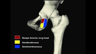 Ligaments and muscles that attach on the ischial tuberosity [upl. by Dust753]